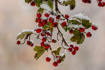 fruits of red mountain ash under the snow