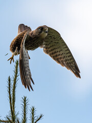 Female common kestrel (Falco tinnunculus) at take-off from an European larch (Larix decidua)