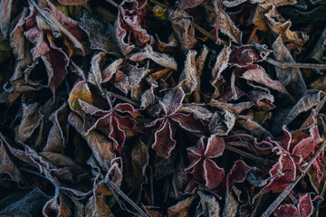 natural background, beautifully covered with frost grass and plants