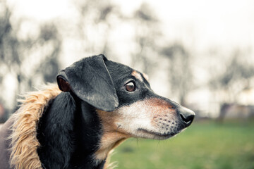 Portrait of young little cute breed adorable dachshund black and tan dog puppy posing walk city green park autumn spring early morning, wear warm winter jacket coat, nature grass lawn copy space
