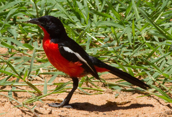 Rotbauchwürger in Namibia