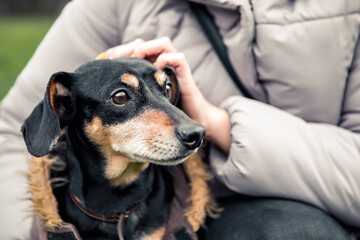 Portrait of young little cute breed adorable dachshund black and tan dog puppy posing walk city green park autumn spring early morning, wear warm winter jacket coat, nature grass lawn copy space