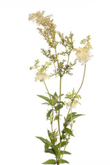 medicinal plant from my garden: meadowsweet (Filipendula ulmaria) plant with stem, flowers and leafs isolated on white background