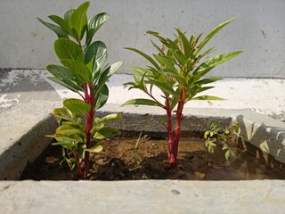Small Plants Garden