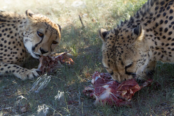 Gepard in Namibia © Andreas