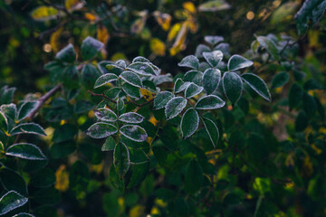 Obraz premium natural background, beautifully covered with frost grass and plants