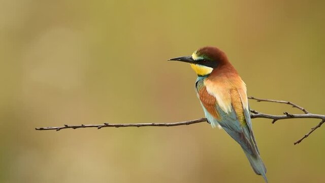 Bee eater bird - ( Merops apiaster )