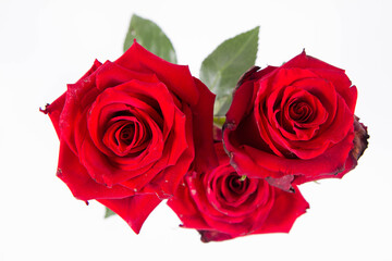 Red roses, seen from above, on a white background