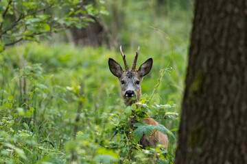 Samiec sarny Capreolus capreolus w środku lasu w rezerwacie przyrody, kozioł w zielonych zaroślach między drzewami
