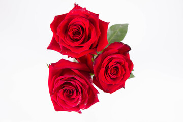 Fototapeta na wymiar Red roses, seen from above, on a white background