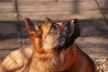 beautiful alsatian german shepherd bitch looks upwards