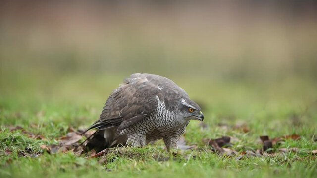 Northern goshawk ( Accipiter gentilis )	