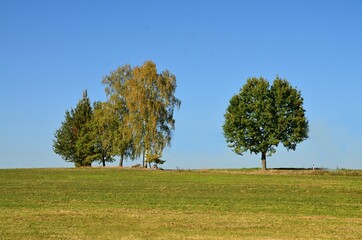 
View of the autumn forest with colorful leaves and autumnal atmosphere
