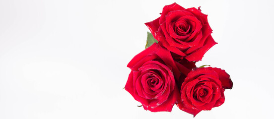 Red rose, seen from above, covered with drops of water, on a white background