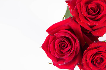 Red rose, seen from above, covered with drops of water, on a white background