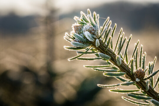 A fir branch with small fir cones covered with white ice crystals of hoar frost is back lit by the morning sun in winter - Powered by Adobe