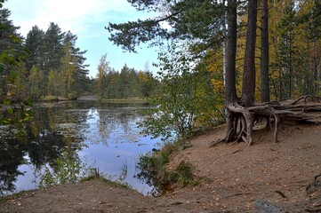 A beautiful autumn lake Sandy shore. bared pine. Trees red yellow leaves. Swamp