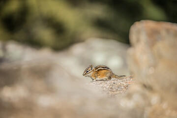 chipmunk on rock cleaning