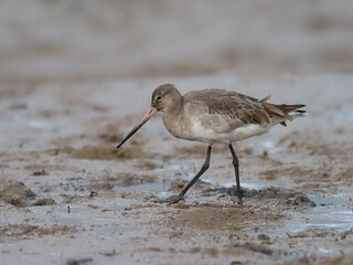 Black-tailed godwit, Limosa limosa