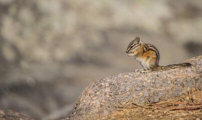 chipmunk on rock cleaning