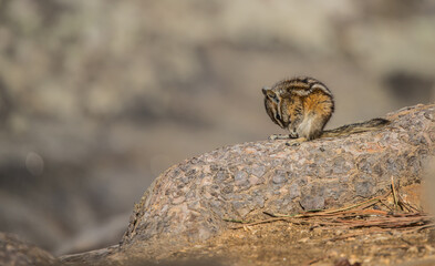 chipmunk on rock cleaning
