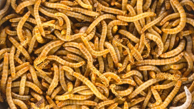 Many earthworms crawling together closeup photo