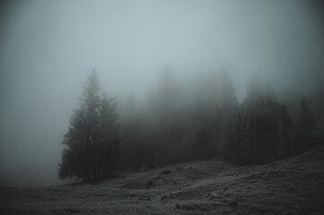 Wald im Allgäu bei Schnee und Nebel