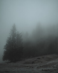 Fototapeta na wymiar Wald im Allgäu bei Schnee und Nebel