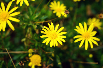 Beautiful golden flower on green grass. Daisy concept.