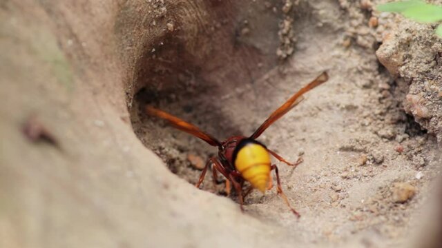 Mud Dauber Wasp flying into a Hall to gathering mud for building nest, close up macro from up, yellow and brown bug slow-motion clip, collect dirt and rolls like a ball, and carrying back.