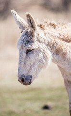 wild burro in black hills