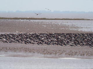 Oystercatcher, Haematopus ostralegus