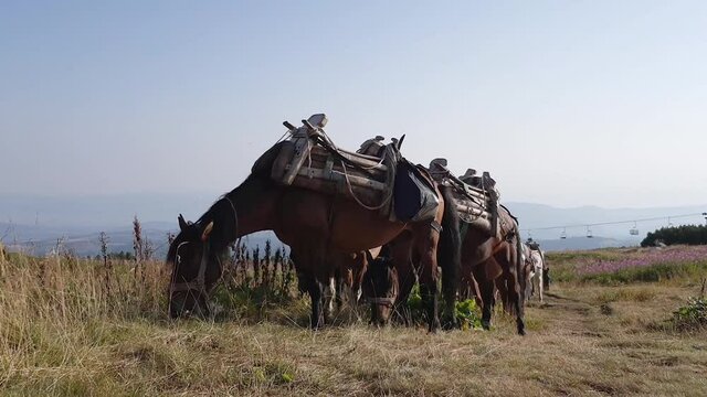 Pack Horses Grazing On Grass In Mountain, wide shot