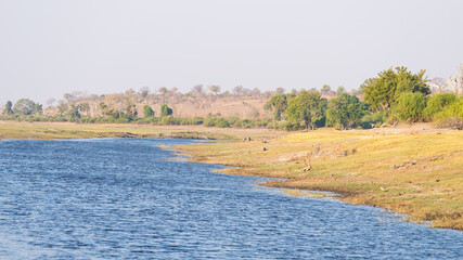 Boat cruise and wildlife safari on Chobe River, Namibia Botswana border, Africa. Chobe National...
