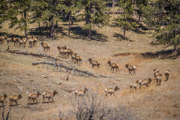 Fototapeta na wymiar herd of elk on mountains 