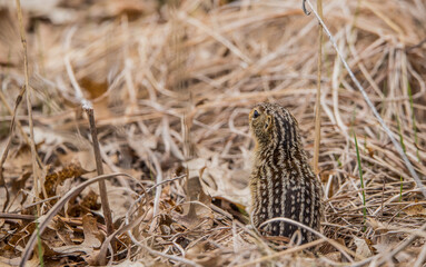 spotted ground squirrel eating in grass