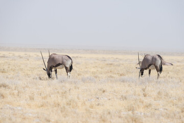 Oryx standing in the african savannah, the majestic Etosha National Park, best travel destination...