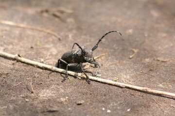 the bug on the ground