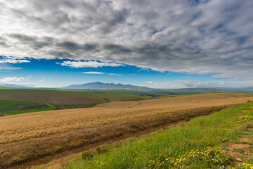 Cultivated fields and farms with scenic sky, landscape agriculture. South Africa inland, cereal crops.