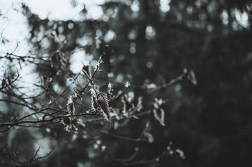 Rotes Laub im Schnee