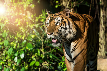 The tiger stands to look at something with interest.
