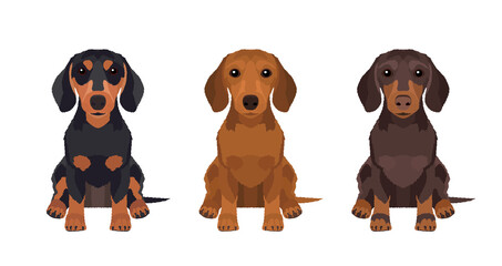 Set of illustrations of three dachshunds in different colors. Vector dogs collection for your design
