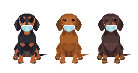 Dogs wearing protective face masks. Set of illustrations of three dachshunds in different colors. Vector dogs collection for your design	