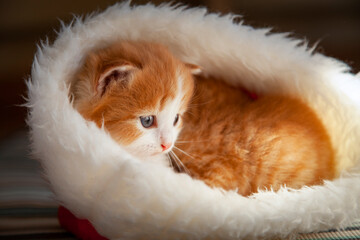 Ginger Kitten in santa hat on Christmas background and fur tree