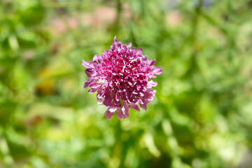 Pincushion flower Beaujolais Bonnets