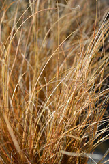 New Zealand Sedge Prairie Fire