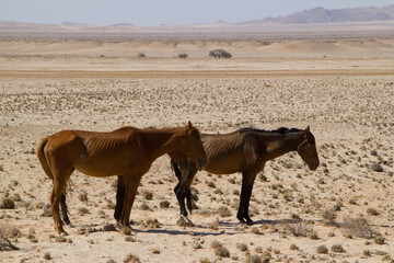 Wildpferde in Namibia auf dem Weg nach Lüderitz