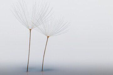 dandelion seed on a light gray background