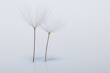 dandelion seed on a light gray background