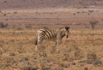 Wilde Zebras in Namibia